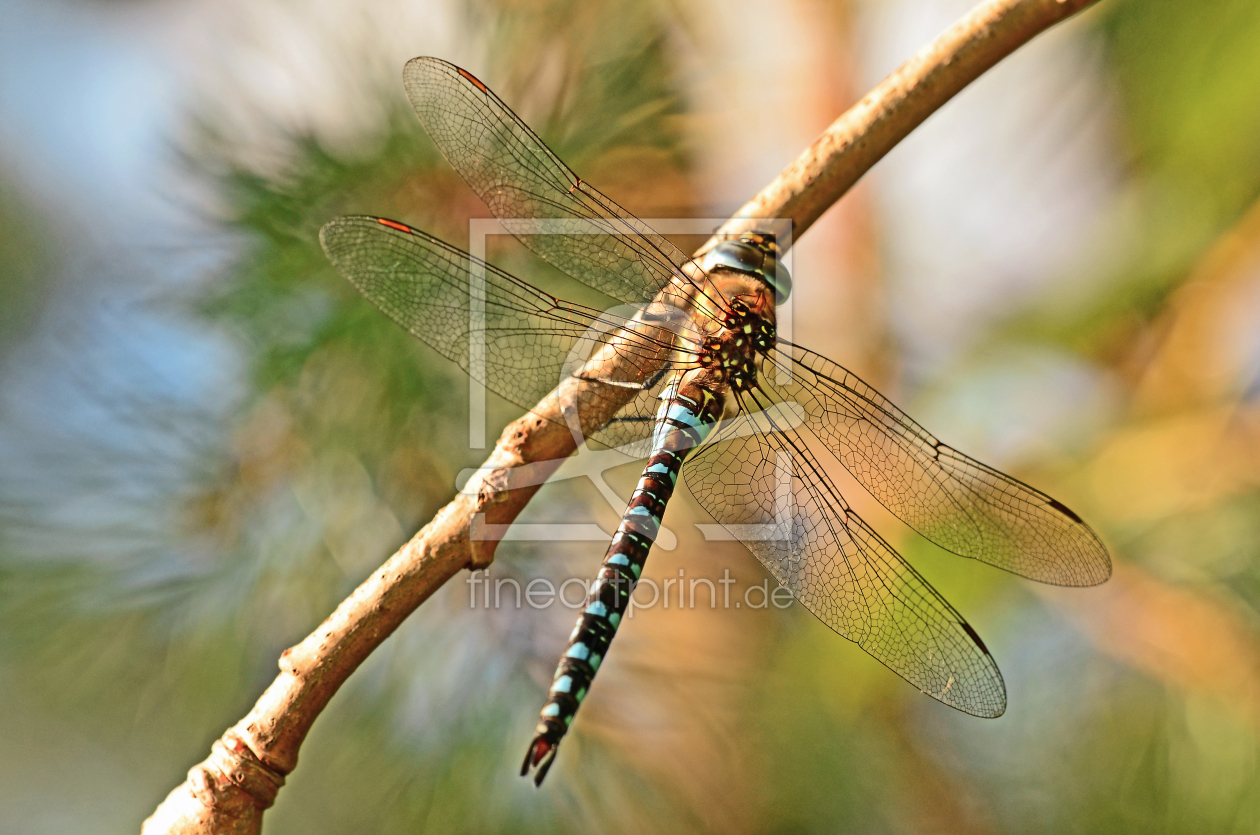 Bild-Nr.: 11572884 Sommerabendidylle erstellt von Ostfriese