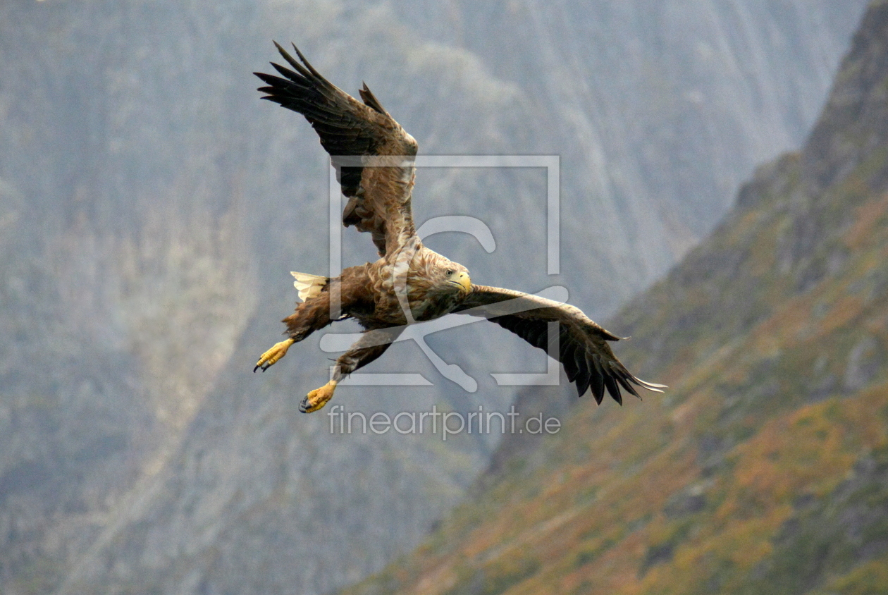 Bild-Nr.: 11573390 Seeadler im Anflug erstellt von GUGIGEI