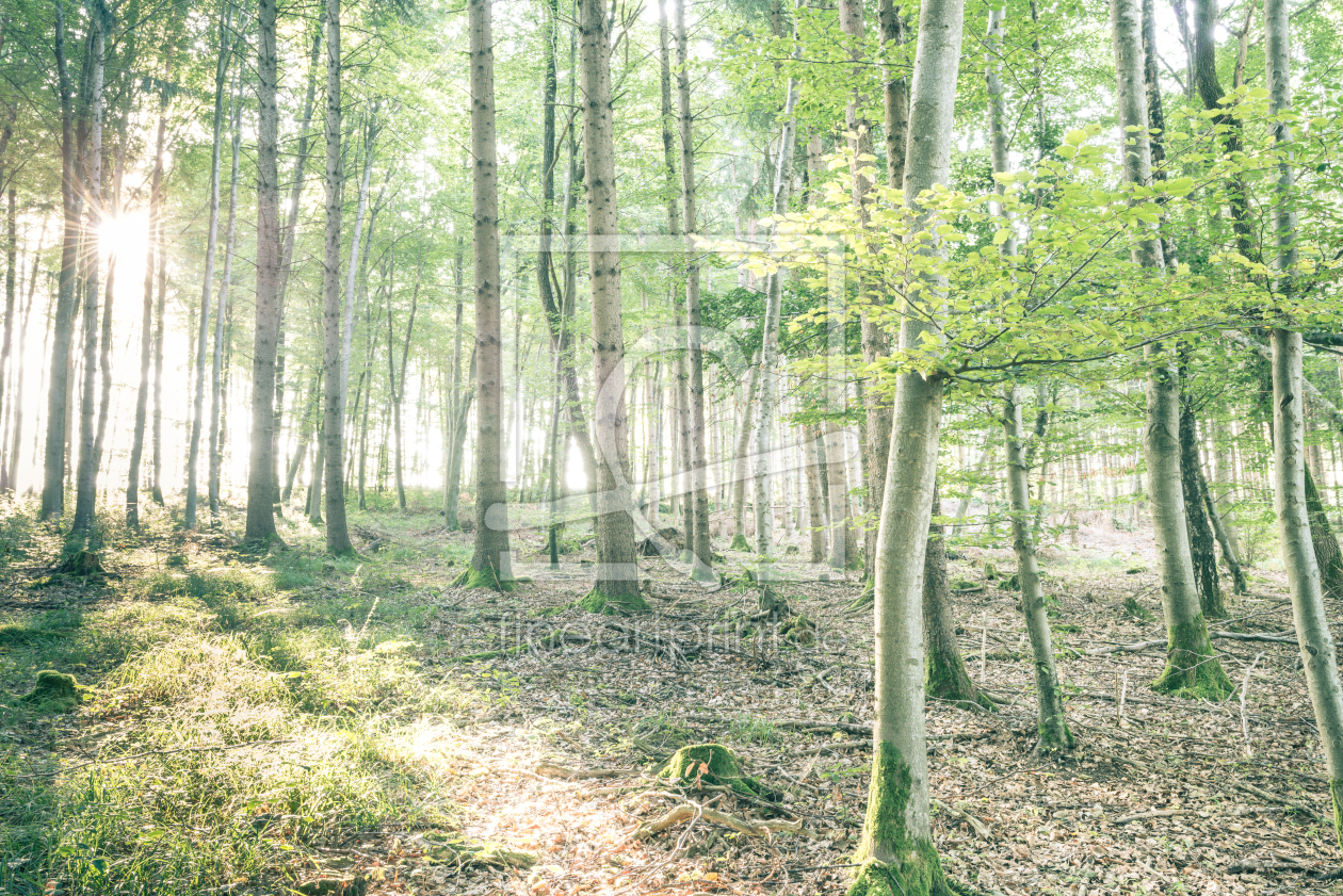 Bild-Nr.: 11573716 Sonnenstrahlen im Wald erstellt von hannes cmarits