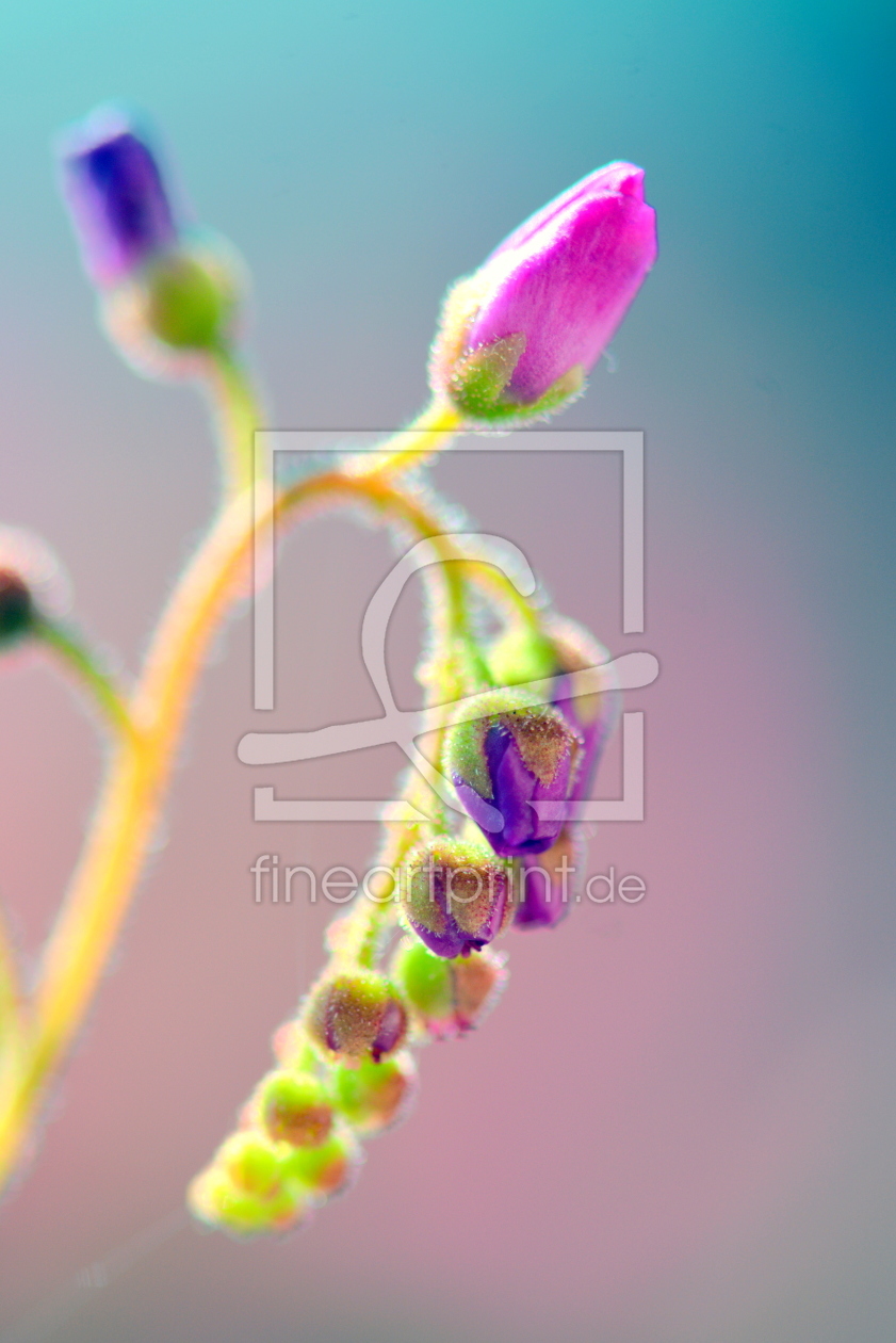 Bild-Nr.: 11574624 Blüte vom Sonnentau erstellt von GUGIGEI