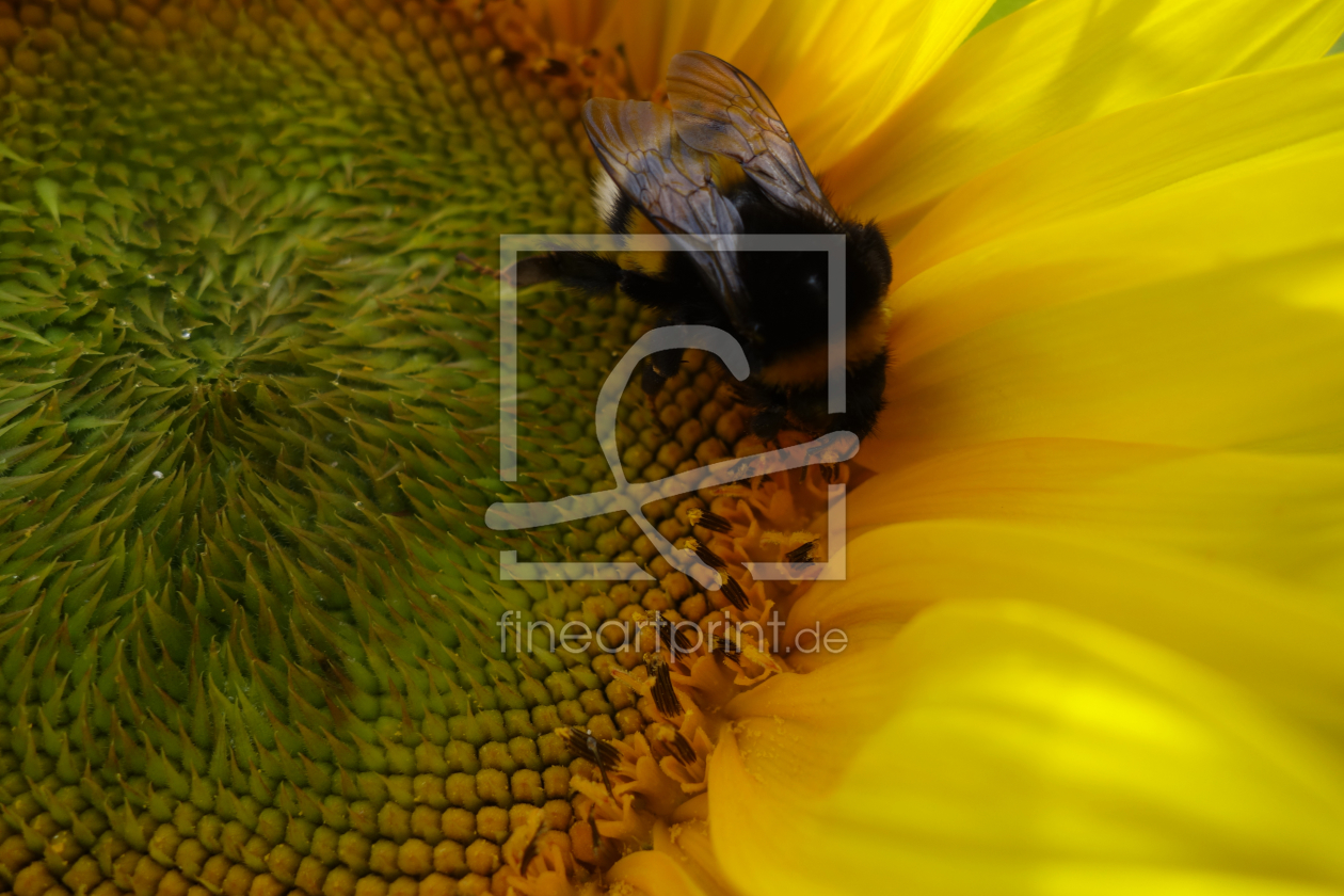 Bild-Nr.: 11574700 Sonnenblume erstellt von LiaF