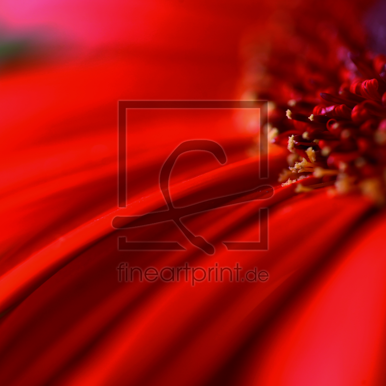 Bild-Nr.: 11574814 Serie Frühling - rote Gerbera erstellt von Ingaloo