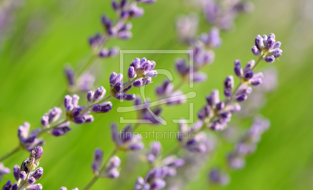 Bild-Nr.: 11575620 .. LAVENDEL .. erstellt von GUGIGEI