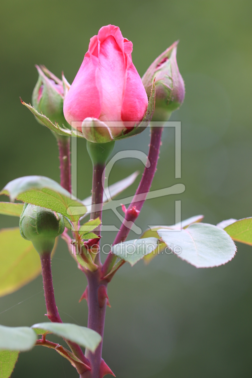 Bild-Nr.: 11575938 Rosen IMG_0473 erstellt von Alfons Kühnert