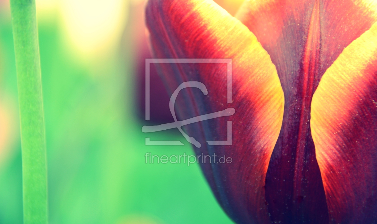 Bild-Nr.: 11576166 Tulpen-Impression erstellt von GUGIGEI