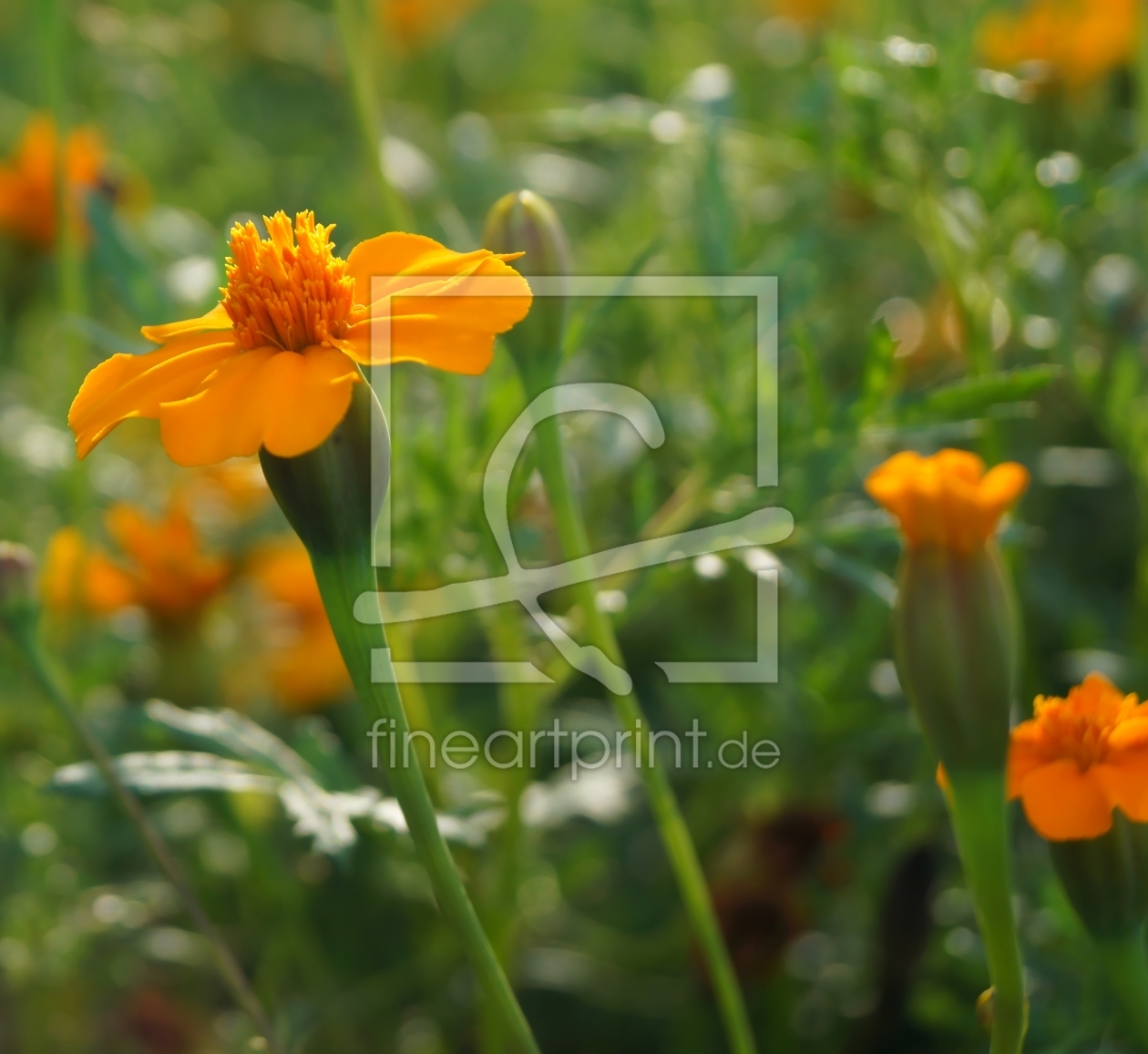 Bild-Nr.: 11577074 Tagetes erstellt von MoNoir