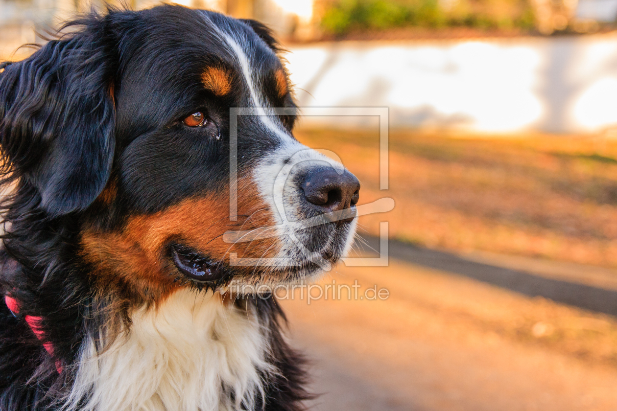 Bild-Nr.: 11577148 Berner Sennenhund erstellt von xado81