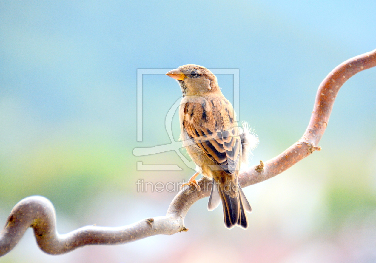 Bild-Nr.: 11577584 Der Spatz erstellt von GUGIGEI