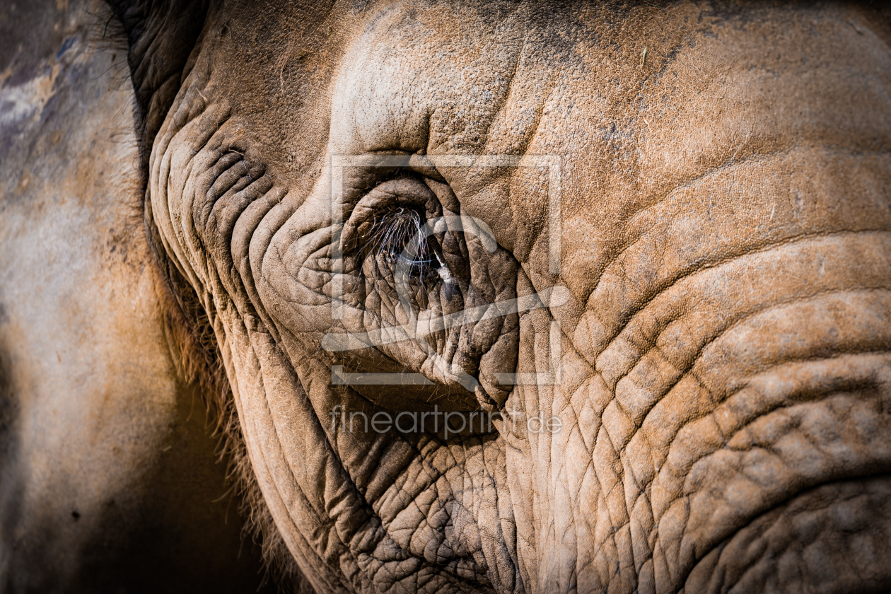 Bild-Nr.: 11577896 Afrikanischer Elefant , Loxodonta africana erstellt von Richard-Young