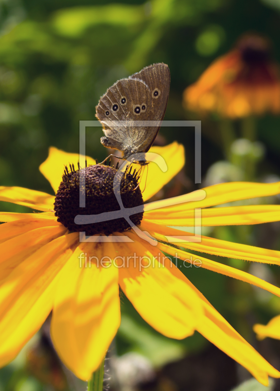 Bild-Nr.: 11578240 Brauner Waldvogel auf Rudbeckie erstellt von PaddysPhotos