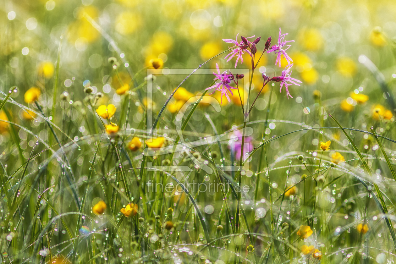 Bild-Nr.: 11578440 im Frühtau der Wiese erstellt von Daniela Beyer