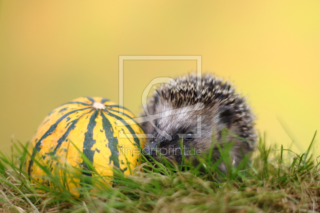 Bild-Nr.: 11578640 junger Igel erstellt von Uwe Fuchs