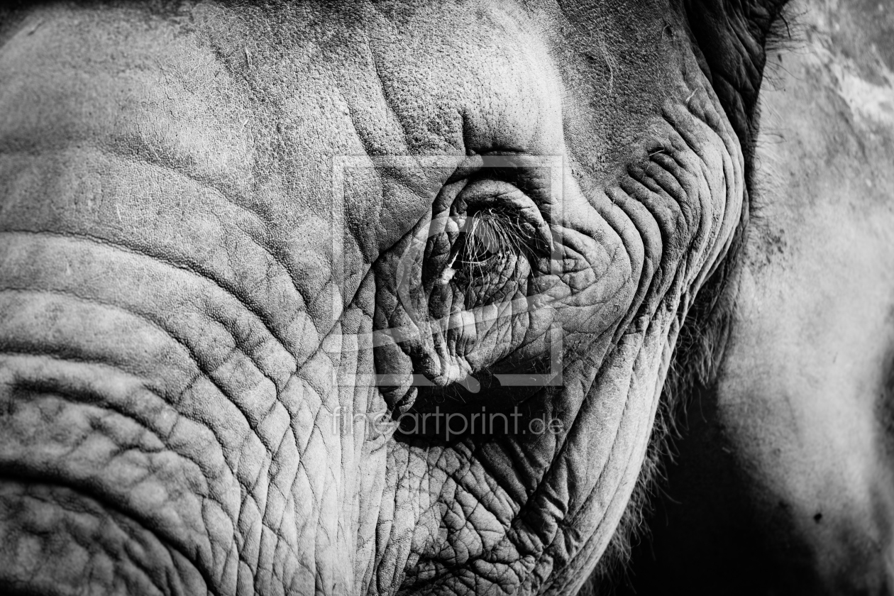 Bild-Nr.: 11578678 Afrikanischer Elefant , Loxodonta africana erstellt von Richard-Young