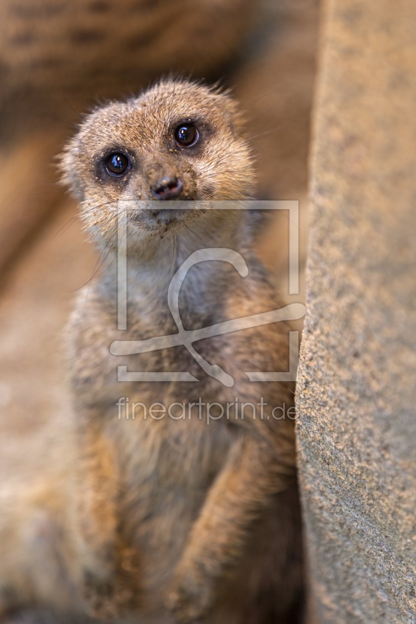 Bild-Nr.: 11579094 Erdmännchen erstellt von Thomas Herzog