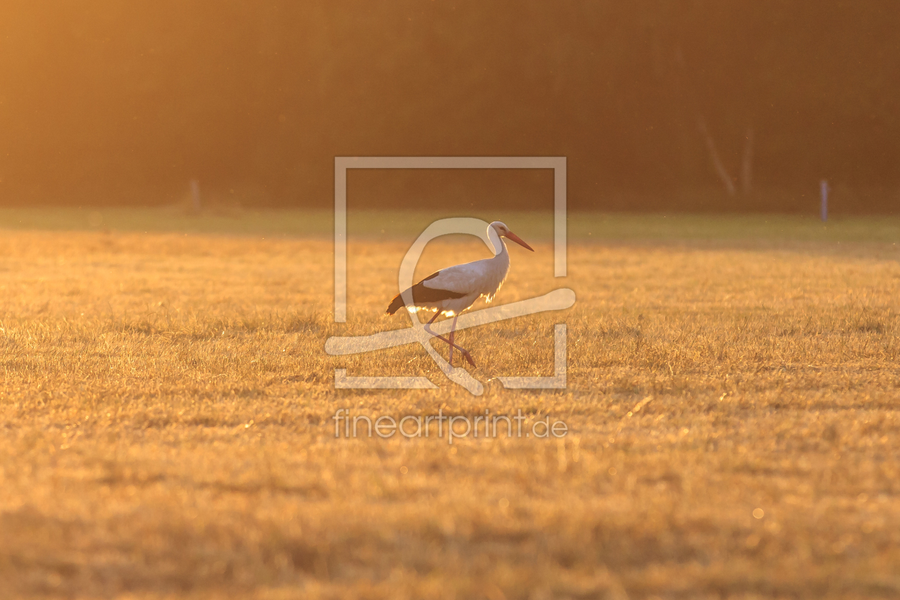 Bild-Nr.: 11579516 Storch im Sonnenuntergang Bild-Nr.: 11579516 Storch im Sonnenuntergang erstellt von maslgrafie
