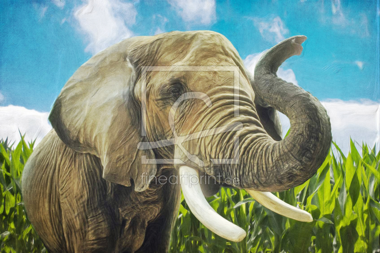 Bild-Nr.: 11579580 Elefant im Maisfeld erstellt von Angela  Dölling
