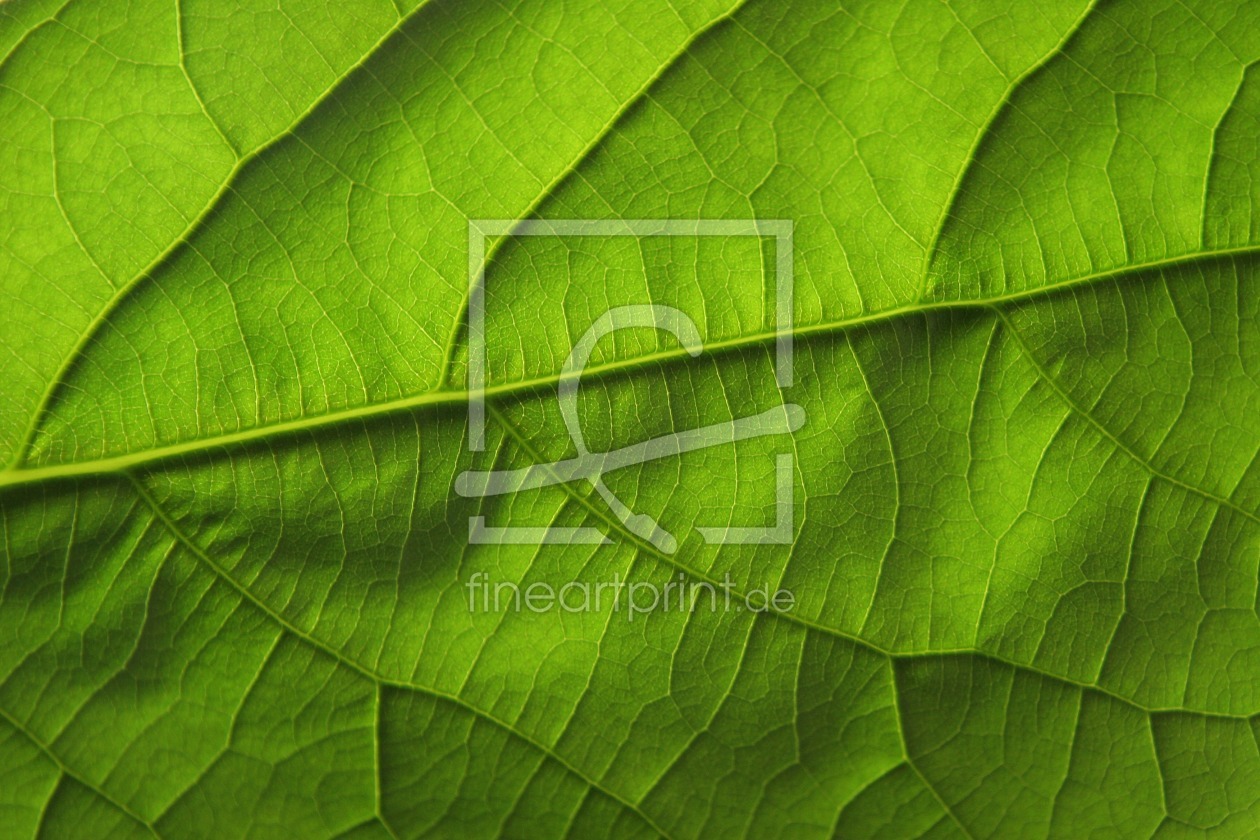 Bild-Nr.: 11579594 Avocado leaf erstellt von RGBilder