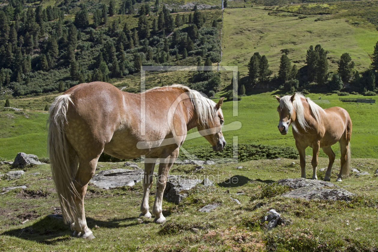 Bild-Nr.: 11579768 Haflingerduo erstellt von EderHans