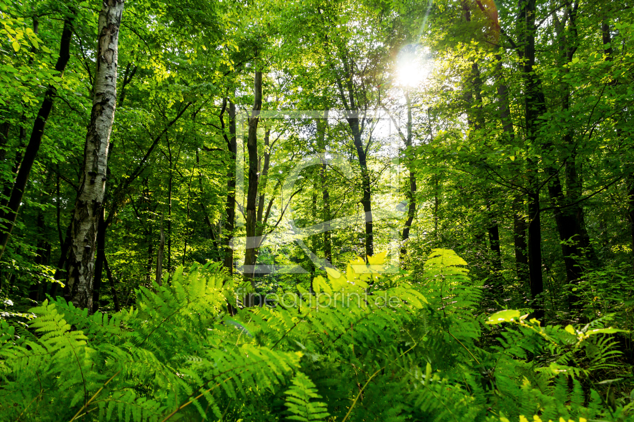 Bild-Nr.: 11579882 Mitten im Urwald erstellt von PaddysPhotos