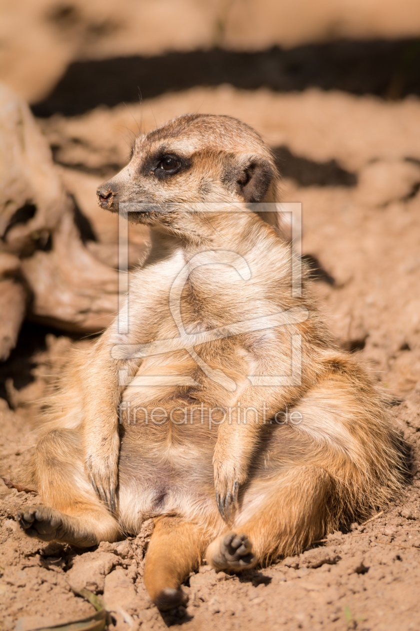 Bild-Nr.: 11580490 Erdmännchen  , Suricata suricatta erstellt von Richard-Young