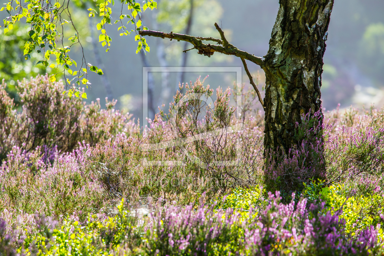 Bild-Nr.: 11580524 Spätsommer erstellt von Photosynthese