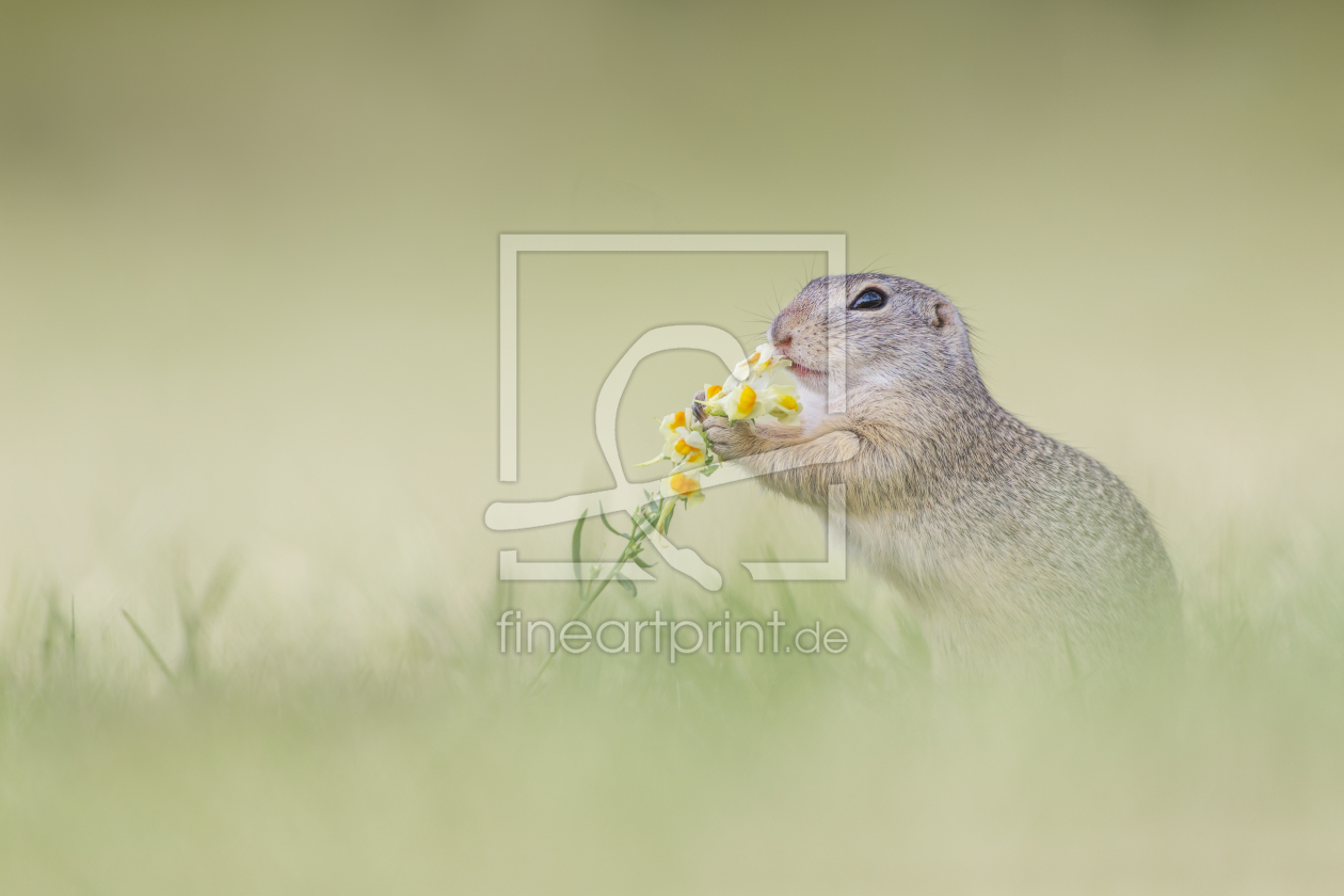 Bild-Nr.: 11580988 ~ Blumenkind ~ erstellt von Henrik Spranz