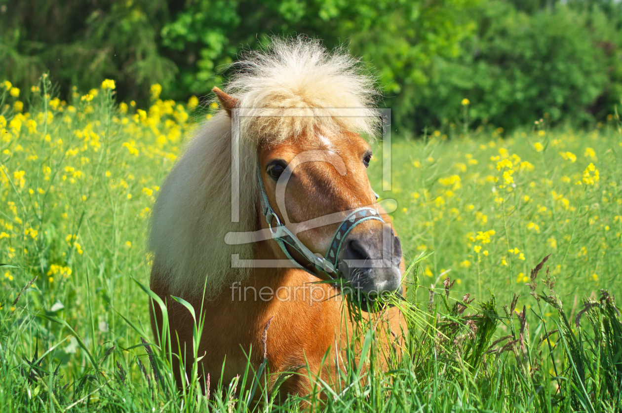 Bild-Nr.: 11581086 Shetland Pony Willy  erstellt von Angela  Dölling