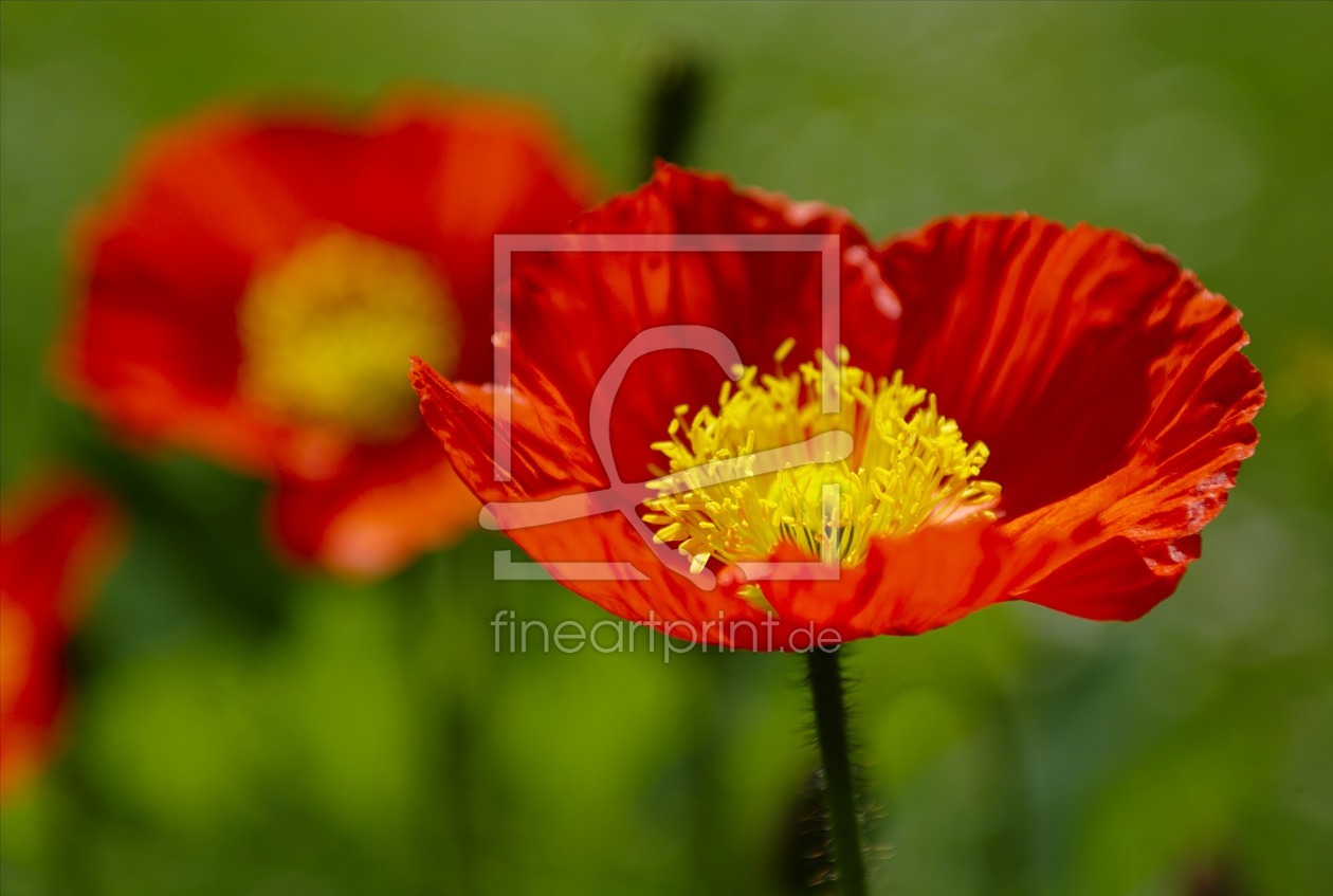 Bild-Nr.: 11581388 Mohn erstellt von 