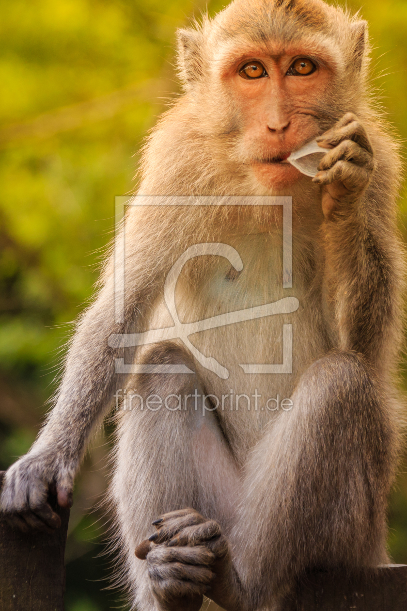 Bild-Nr.: 11581676 Nachdenklicher Affe erstellt von xado81