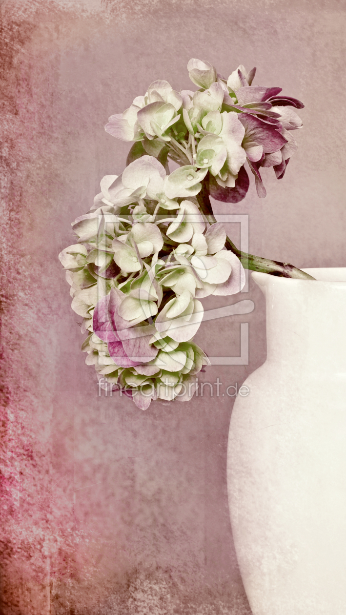 Bild-Nr.: 11581842 Hortensie in Vase erstellt von Josephine Mayer-Hartmann