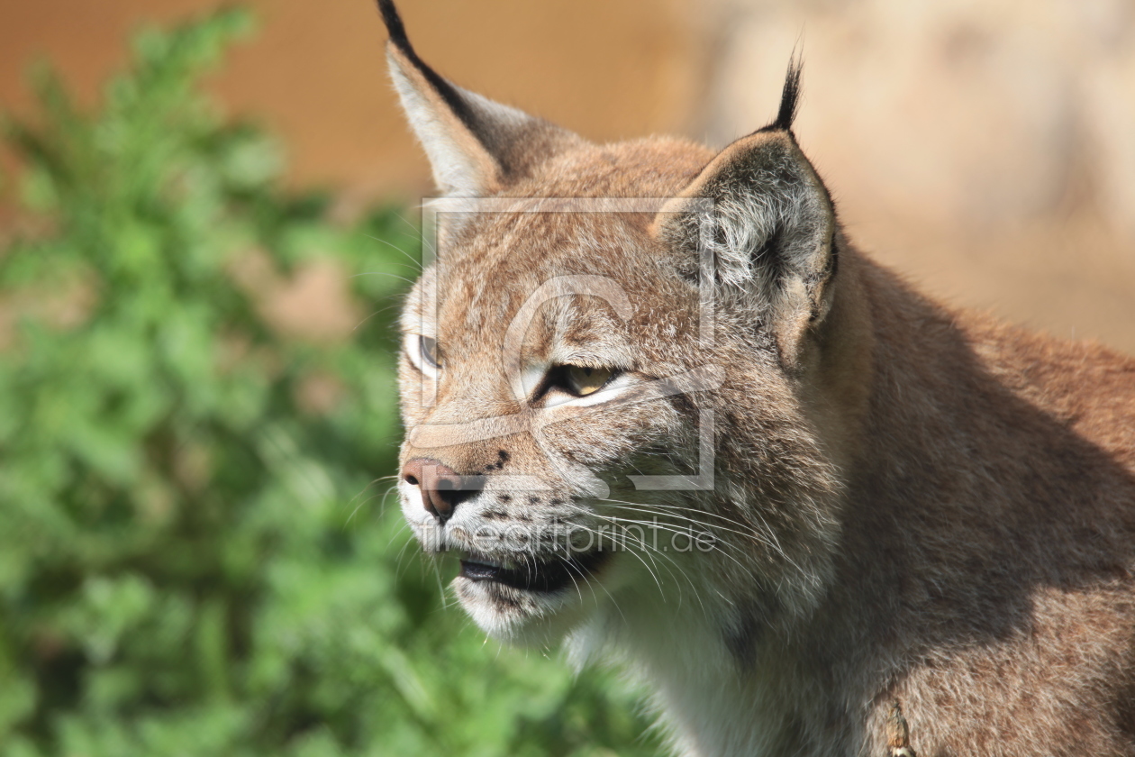 Bild-Nr.: 11582444 Luchs erstellt von FotoDeHRO