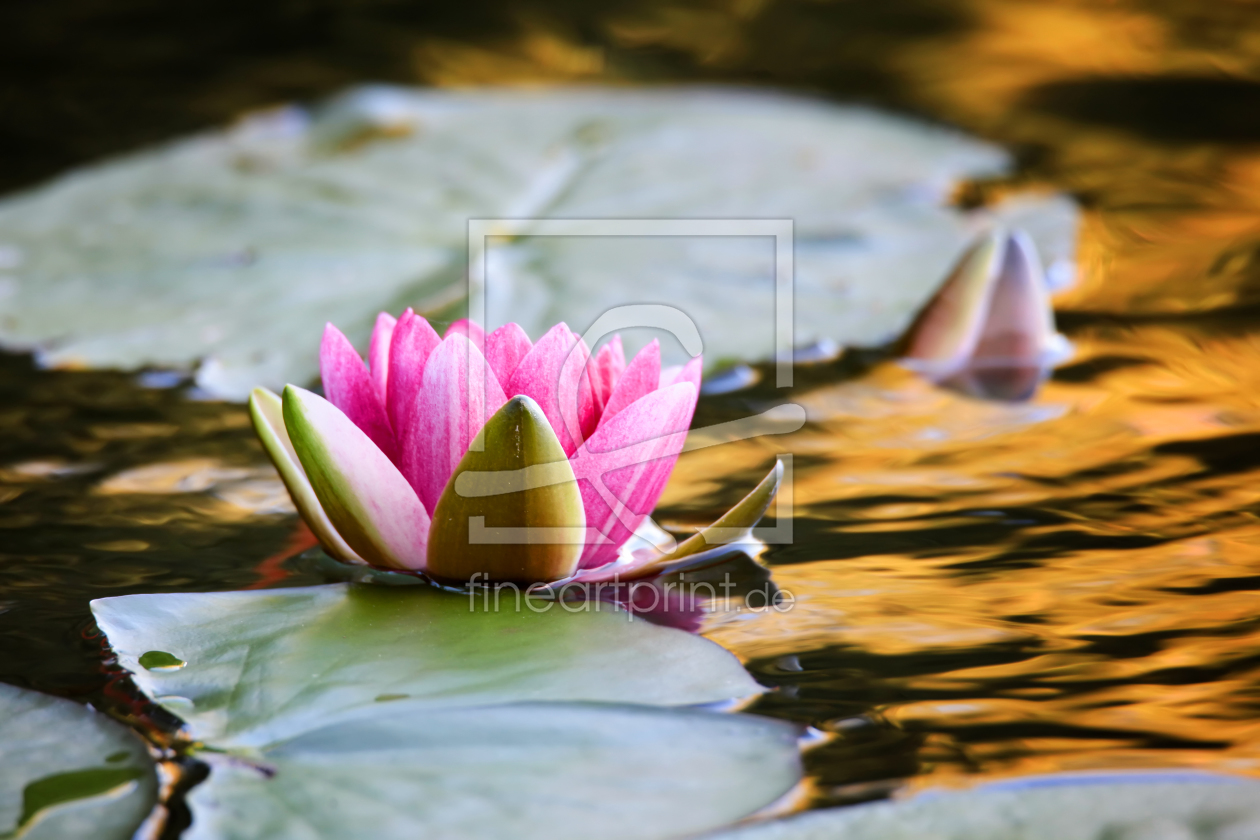 Bild-Nr.: 11582454 Seerose in der Abendsonne erstellt von FotoDeHRO