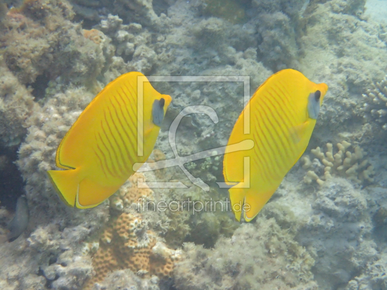 Bild-Nr.: 11583512 Fische erstellt von obstkorb007