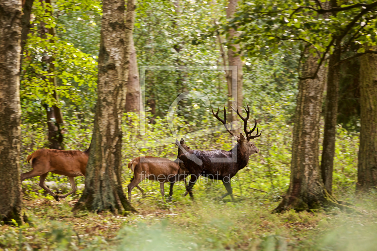 Bild-Nr.: 11583646 Wild erstellt von Jens Kalanke