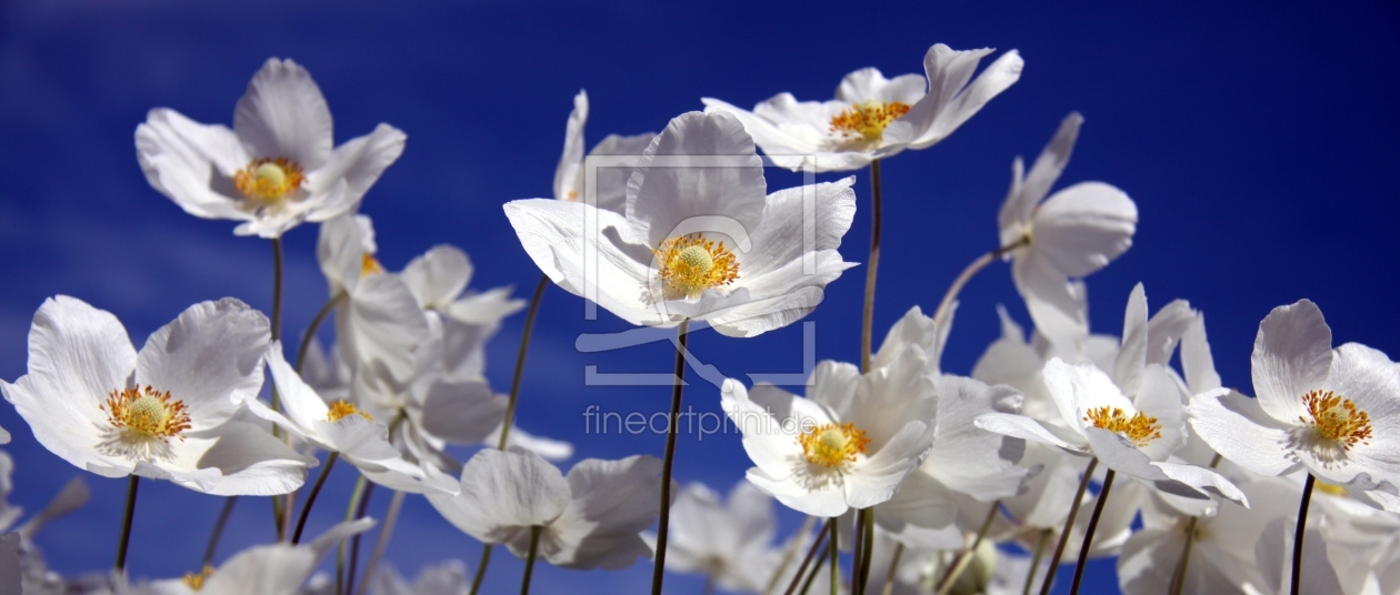 Bild-Nr.: 11583718 Kanada-Buschwindröschen Anemone canadensis erstellt von Renate Knapp