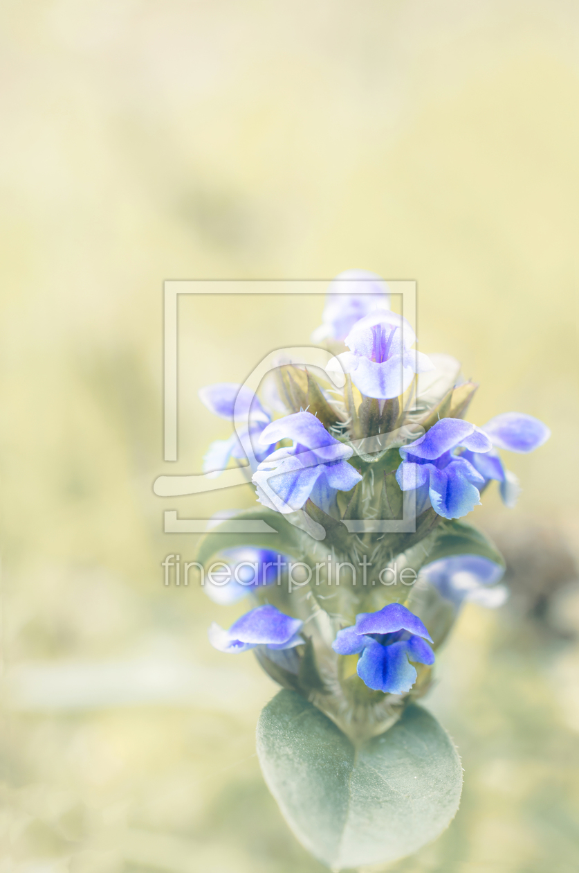Bild-Nr.: 11583898 Flower erstellt von spima