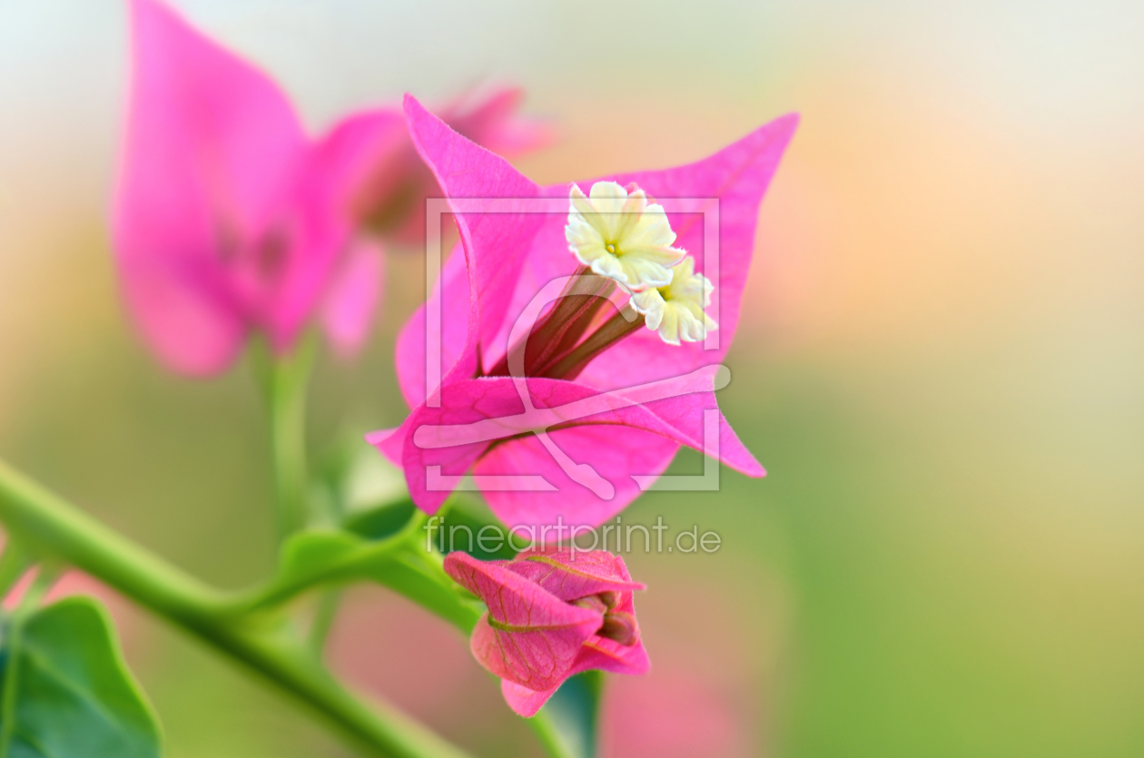 Bild-Nr.: 11583932 Bougainvillea erstellt von Atteloi