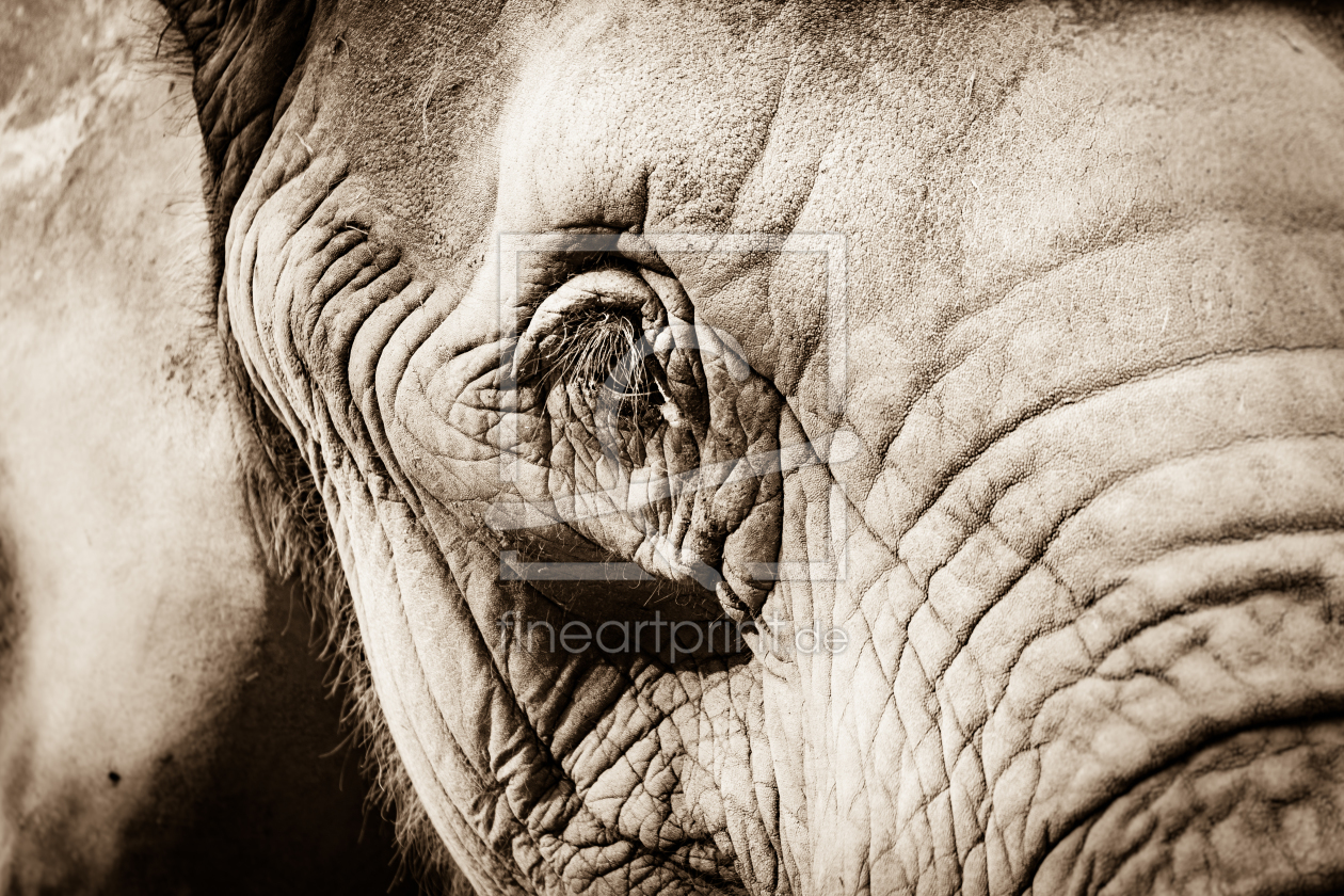 Bild-Nr.: 11584132 Afrikanischer Elefant , Loxodonta africana erstellt von Richard-Young