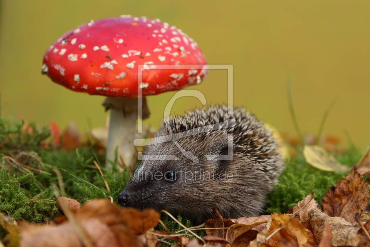 Bild-Nr.: 11584152 junger Igel im Märchenwald erstellt von Uwe Fuchs