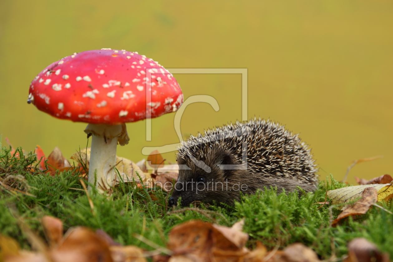 Bild-Nr.: 11584186 junger Igel im Märchenwald erstellt von Uwe Fuchs