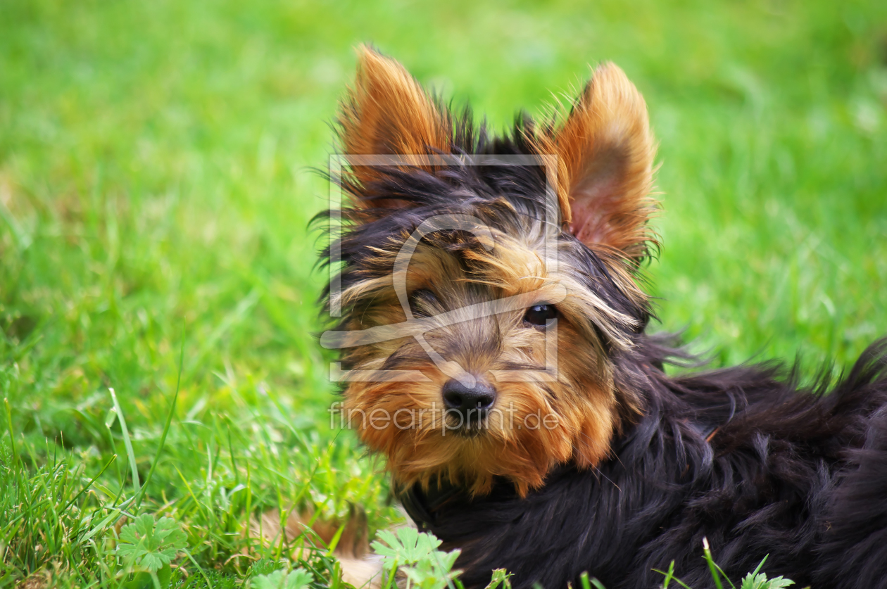 Bild-Nr.: 11584516 Yorkshire Terrier erstellt von Angela  Dölling