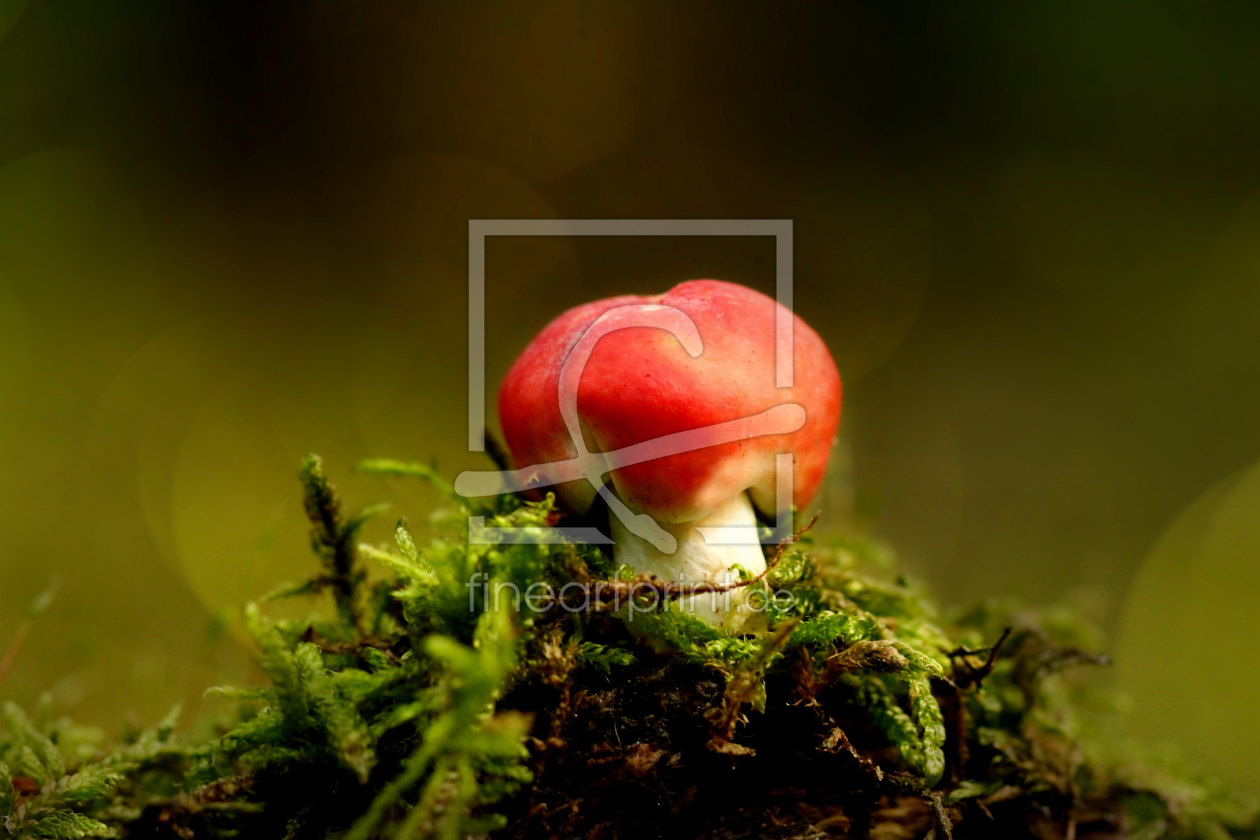 Bild-Nr.: 11584883 Roter Pilz erstellt von Heike Hultsch