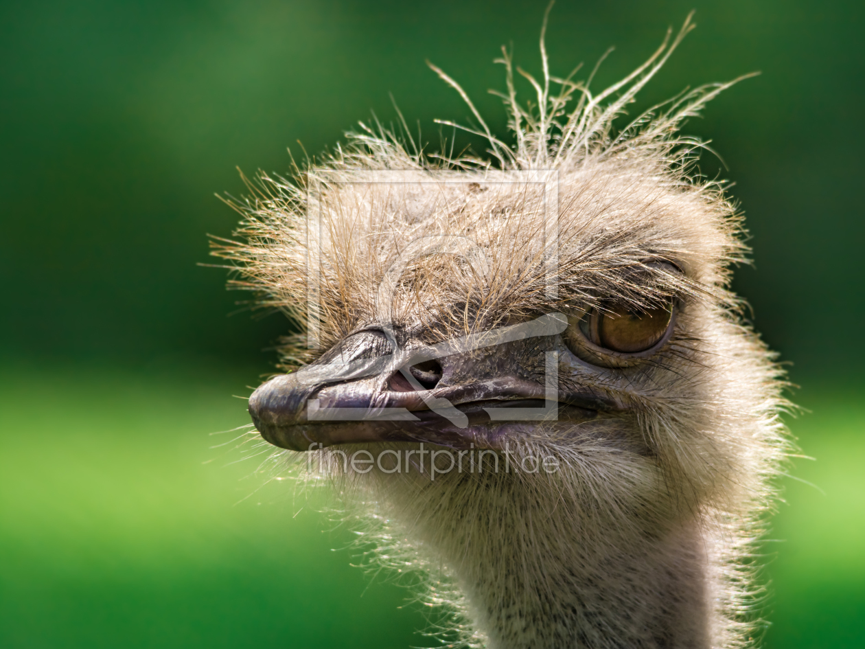 Bild-Nr.: 11585046 Afrikanischer Strauß ,Struthio camelus erstellt von Richard-Young