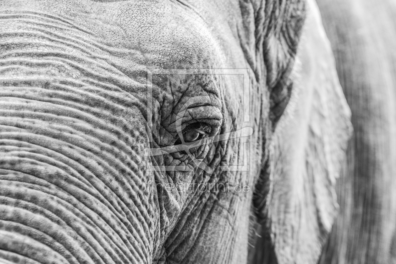 Bild-Nr.: 11585108 Elephant erstellt von Christoph Caina