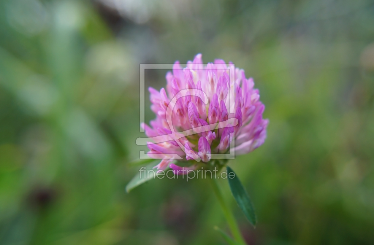 Bild-Nr.: 11585170 Kleeblüte Bild-Nr.: 11585170 Kleeblüte erstellt von MoNoir