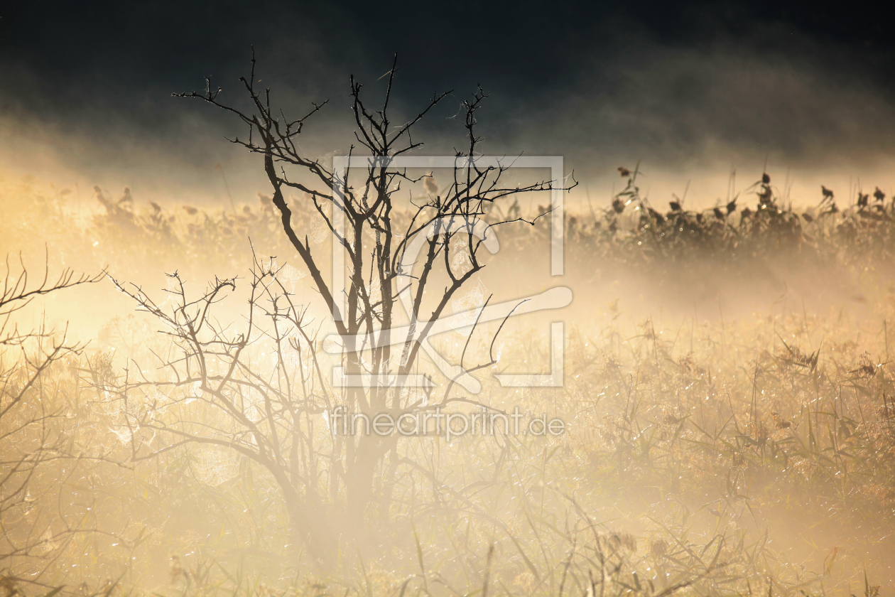 Bild-Nr.: 11585578 Im Frühtau Bild-Nr.: 11585578 Im Frühtau erstellt von FotoDeHRO