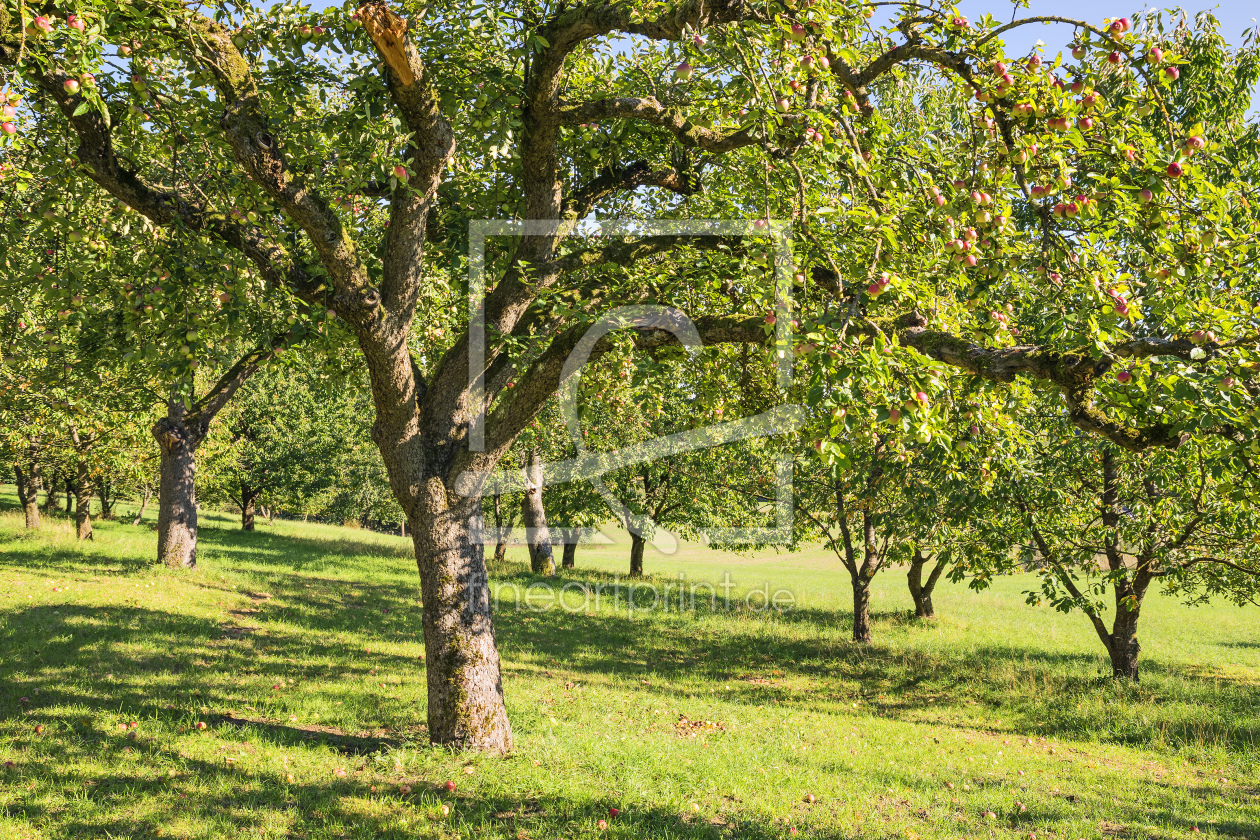 Bild-Nr.: 11585606 Apfelbäume erstellt von Wolfgang Zwanzger