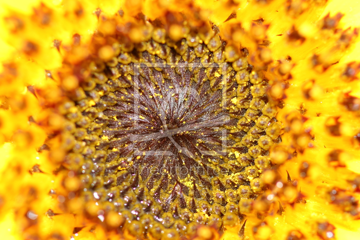 Bild-Nr.: 11585618 Sonnenblume erstellt von KundenNr-272456