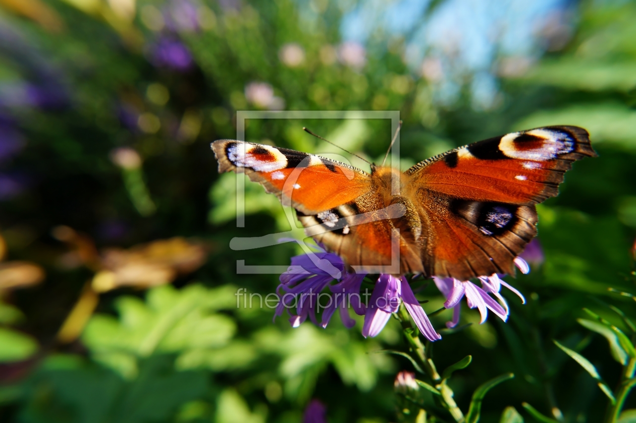 Bild-Nr.: 11585738 Bunter Herbst erstellt von MoNoir