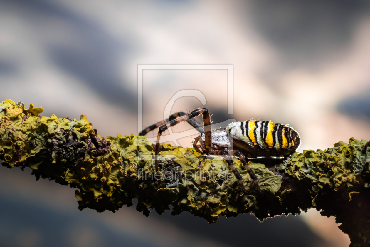 Bild-Nr.: 11585926 Wespenspinne , Argiope bruennich erstellt von Richard-Young